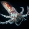 Profilbild von LulasGrelhadas