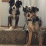 Brody Bauer profil fotoğrafı