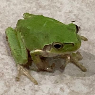 musyoku4ever's profile picture
