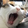 かなや's profile picture
