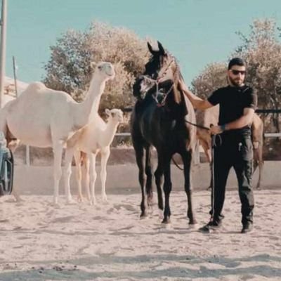 سيف عمشة - Velid Elcasem's profile picture