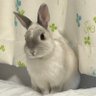 Фото профиля 🐰