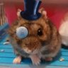 Guiboga's profile picture