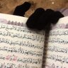 Profilbild von سُــعْدَى ♕