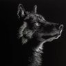 Llop61 profil fotoğrafı