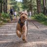 Reggie and Fred (OTRB)🌈The Airedales profil fotoğrafı
