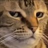 Profilbild von arvin