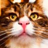 ニャンコ先生の尻尾🖇 profil fotoğrafı