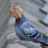 Profilbild von Bird