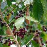 Coffee Beans Takayama's profile picture