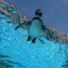 Фото профиля フライングペンギン