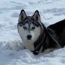 Husky2020's profile picture