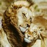 Simba profil fotoğrafı