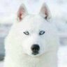 Profilbild von Benjaminghazi