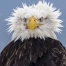 Erick Brownstein profil fotoğrafı
