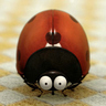 Profilbild von Cocotteseb