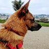 dashthedingo 的头像