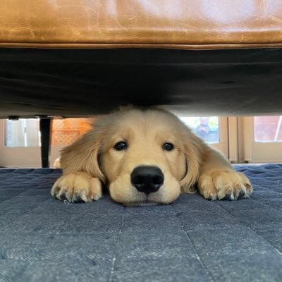 うどん(ゴールデンレトリバー) 4歳's profile picture