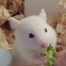 はむっちょ 的头像