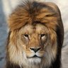 Nice Guy profil fotoğrafı