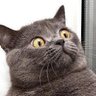 Profilbild von Vony
