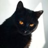 Hanny(SOROS 2024) profil fotoğrafı
