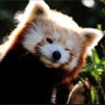 FireFox 的头像