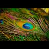 ᴍᴀʜᴀᴠᴇᴇʀ ᴊᴀɪɴ profil fotoğrafı