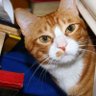 Arron🐱 的头像