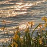 🌾🌼🌿 profil fotoğrafı