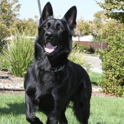 malinois felipe's profile picture