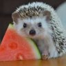 Hedgehog The Cool's profile picture