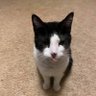 🇺🇸 😺🐈⬛Tom W. A.S.S.H.O.L.E. 🐈😸🇺🇸's profile picture