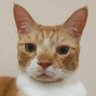 Фото профиля 杉直樹 yoobeemaster Cats & Cars