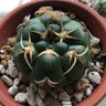 Фото профиля かいおうまる🌵(八大人覚)