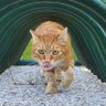 simonéTTA amedé dieghito e QUAsinodo🤌🐱🍗🐱 🐥⚓️👷🏻🏗⛏️🛠's profile picture
