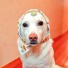 みーしゃ🐾 profil fotoğrafı