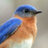 Profilbild von BlueBird