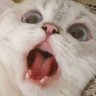 headhorse's profile picture