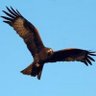Profilbild von Milvus Migrans