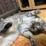 もち 的头像