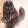 よーい profil fotoğrafı