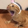 Фото профиля 時たまジャンキー
