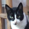 ClintCat profil fotoğrafı