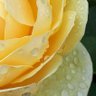 Фото профиля 🌱 Debs - Raindrops on Roses