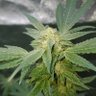 XxGSCPLATINUM 420xX's profile picture