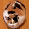 にゃんころもち profil fotoğrafı