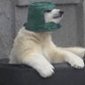 Roobert Doobert profil fotoğrafı