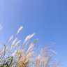 MASAMI's profile picture