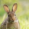 Profilbild von Bunbuns